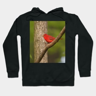 Summer Tanager Hoodie